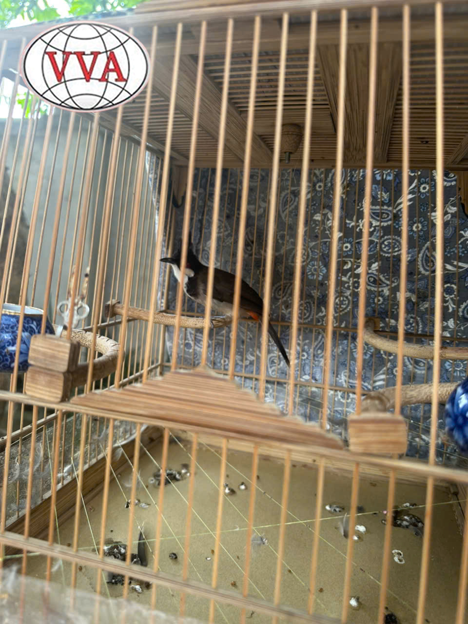 Hình 3: Giai đoạn phát triển lông 